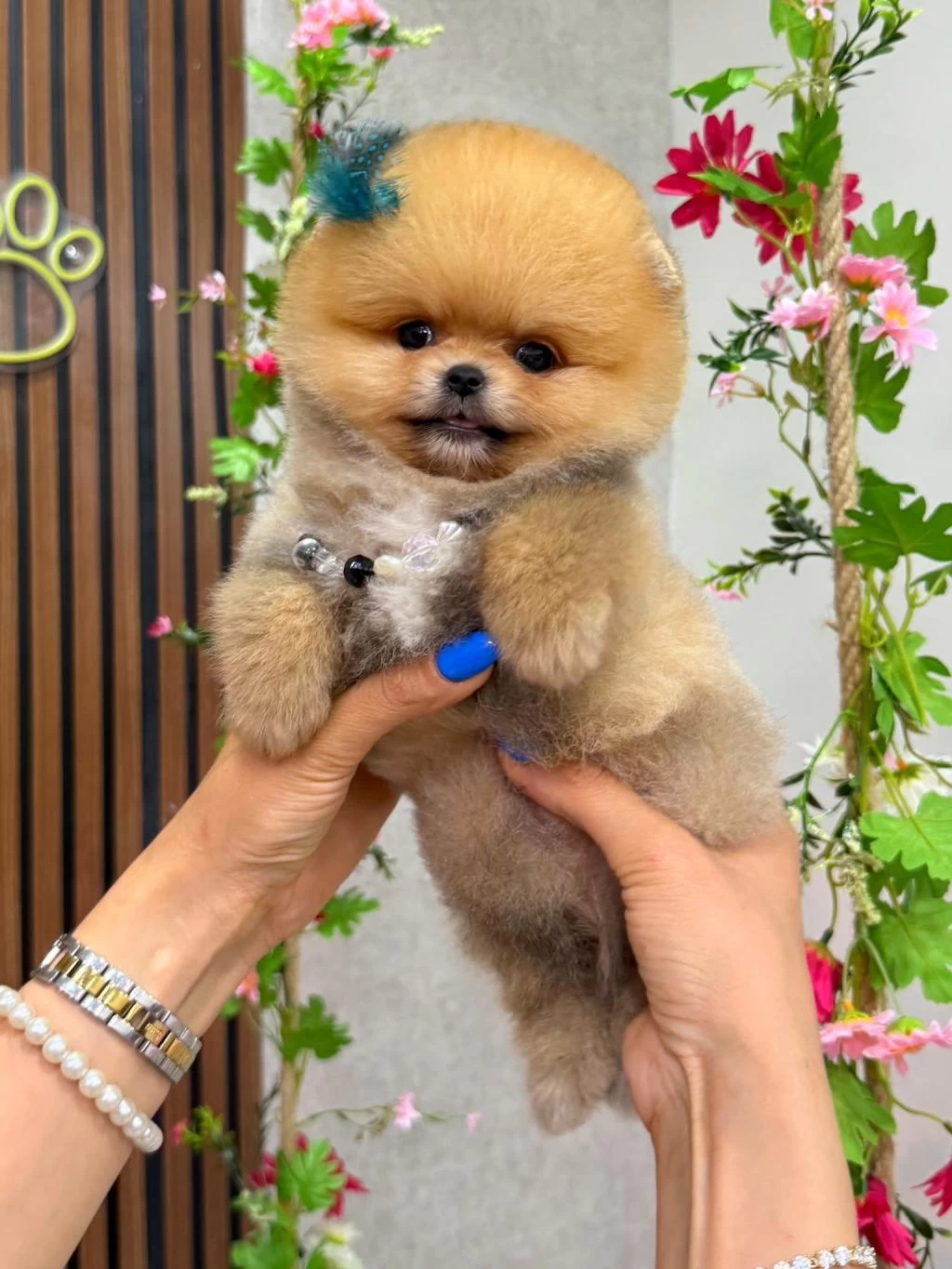 Orjinal Pomeranian Boo