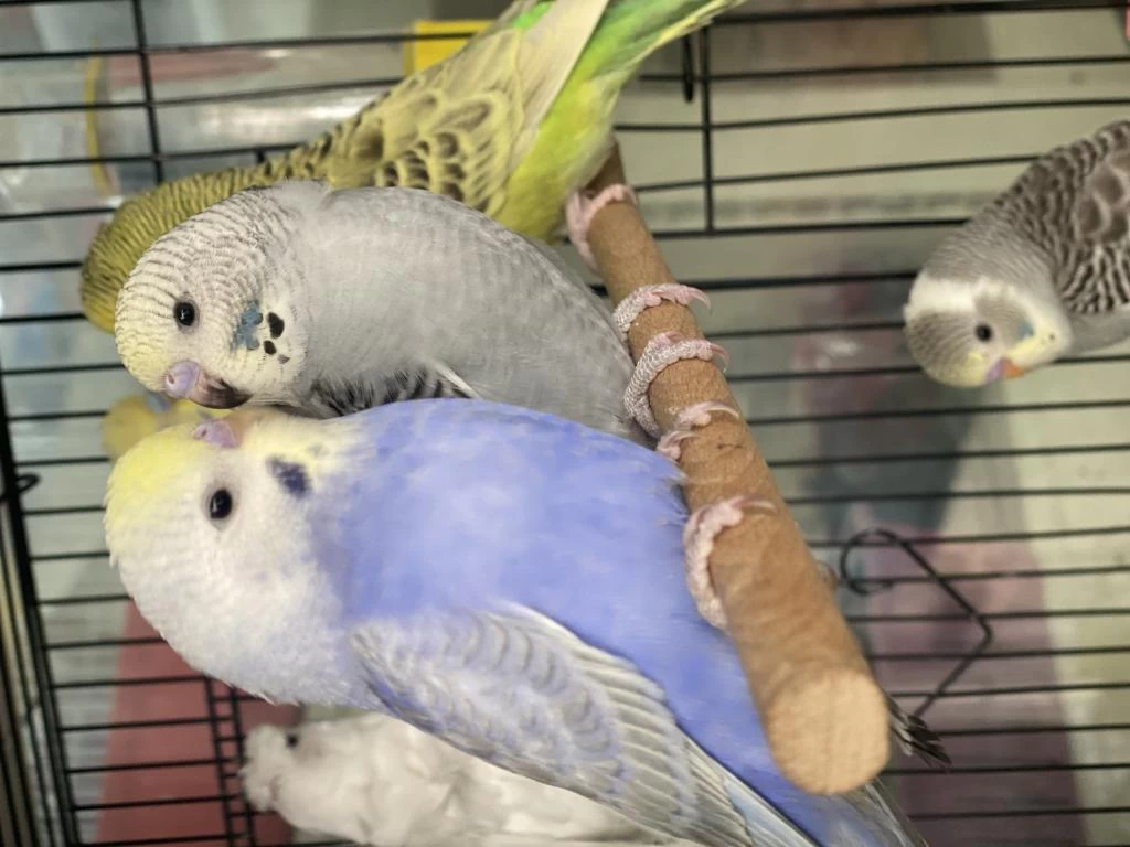 Bayram Boyunca Petshopumuz Açıktır