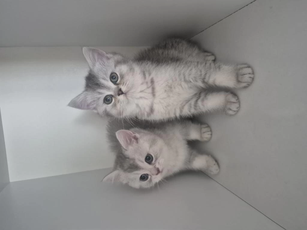 2 Aylık British Shorthair