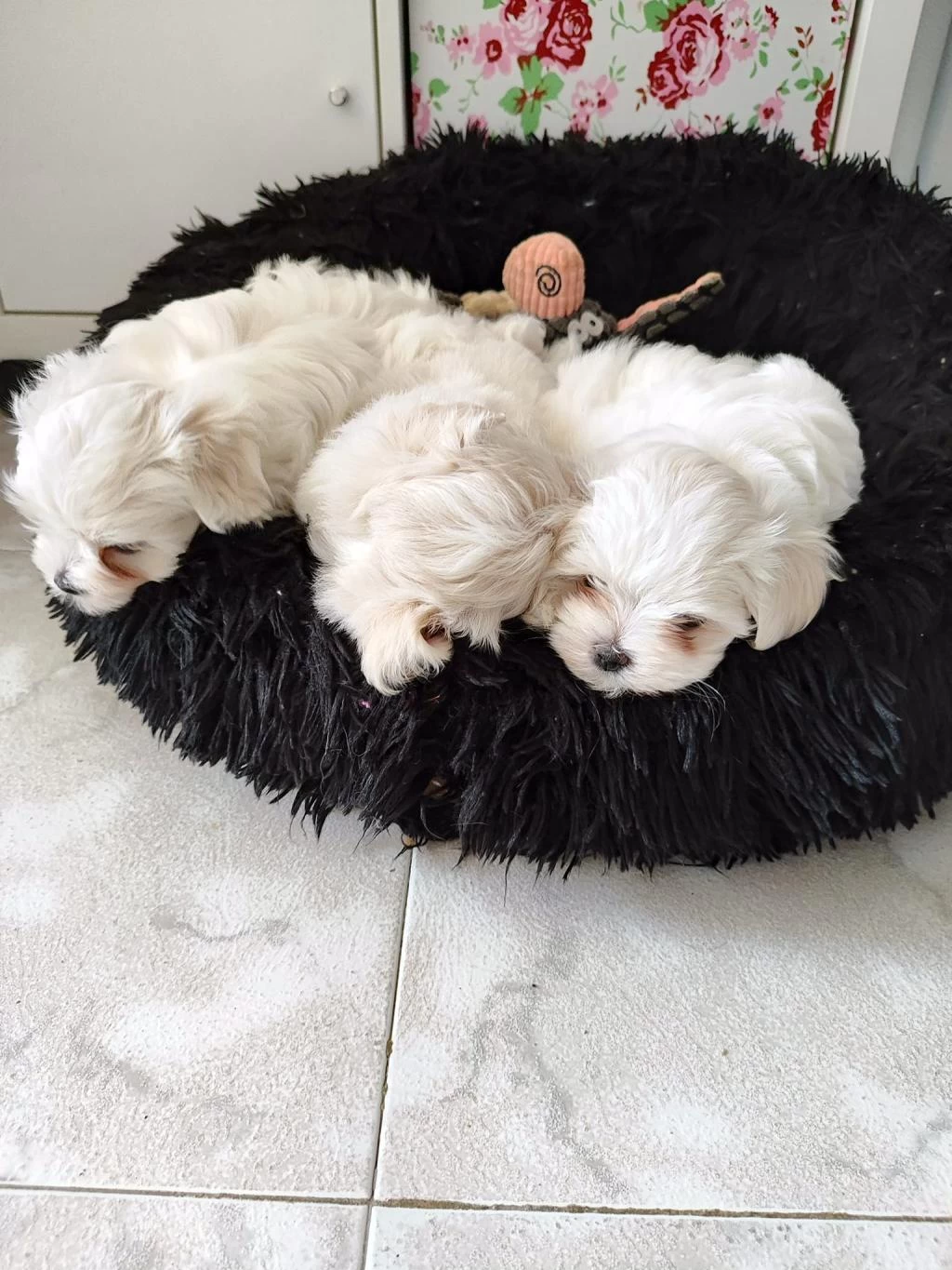 Maltese Terrier Adrese Teslim, Kapıda Ödeme Yapabilirsiniz