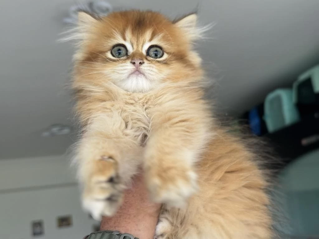 Golden Longhair British Yavrumuzu Canlı Görün