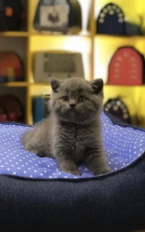 Birbirinden Güzel British Shorthair Yavrular