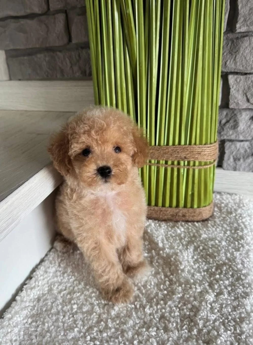 Ruhsatli Köpek Çiftliğinden Maltipoo Yavrularımız