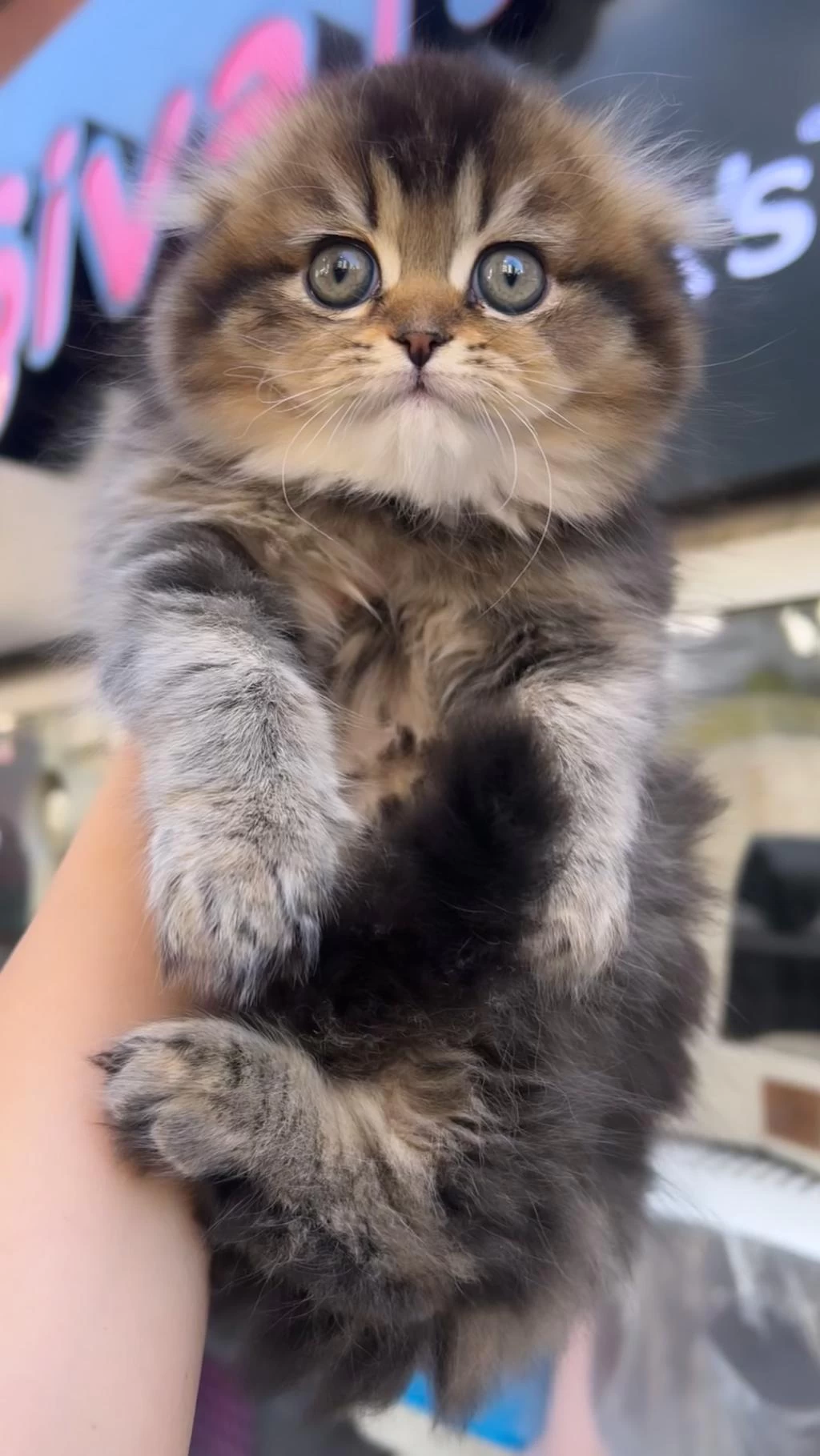Scottish Fold Dişi Golden Mükemmel Bebeğim