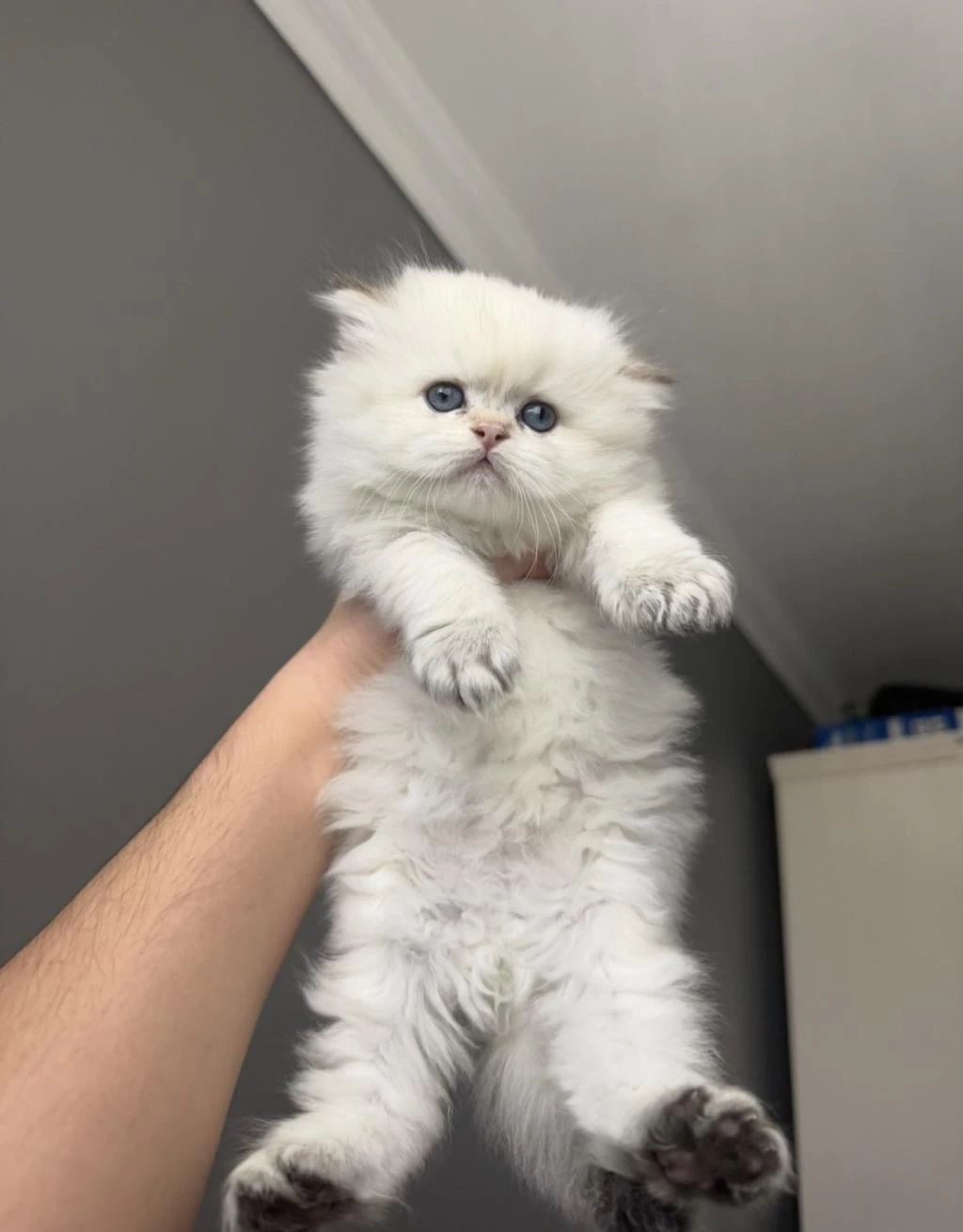 British Longhair Erkek