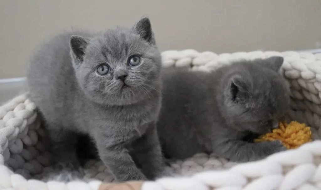 Dünya Tatlisi British Shorthair Yavrularim