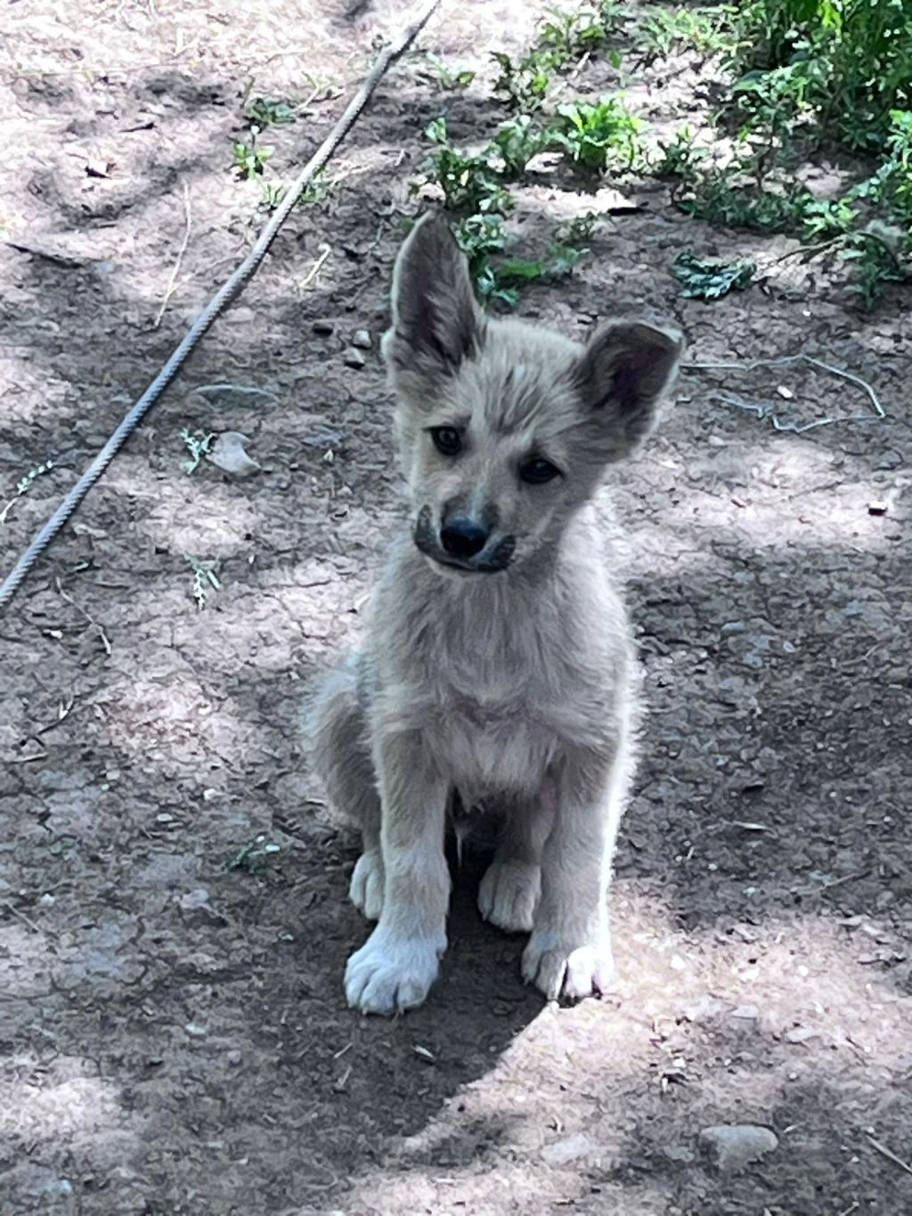 Akita İnu Yavrularımız 3 Aylık
