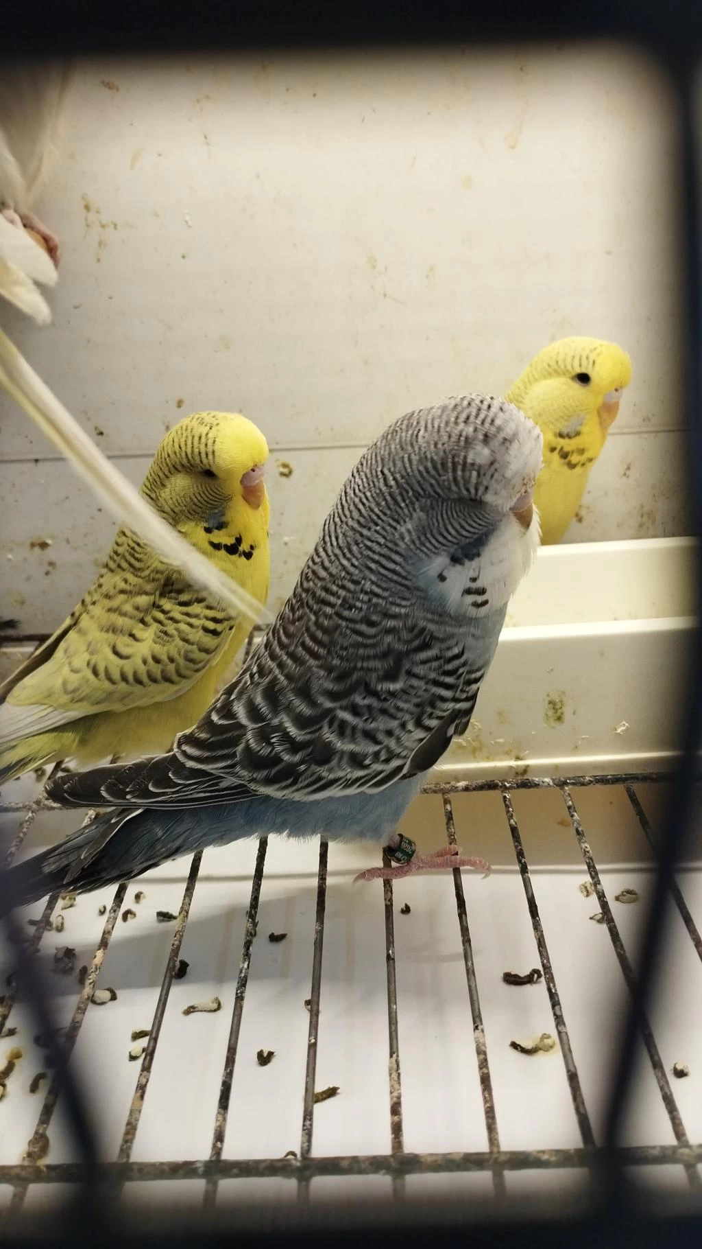 Jumbo Ve Jumbo Kırığı Muhabbet Kuşu Yavrular