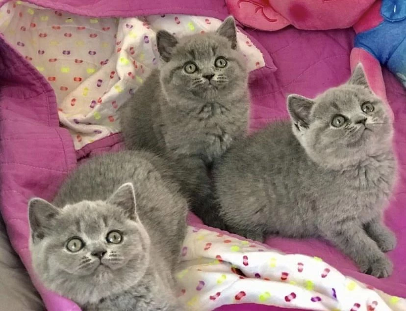 British Shorthair Yavrular