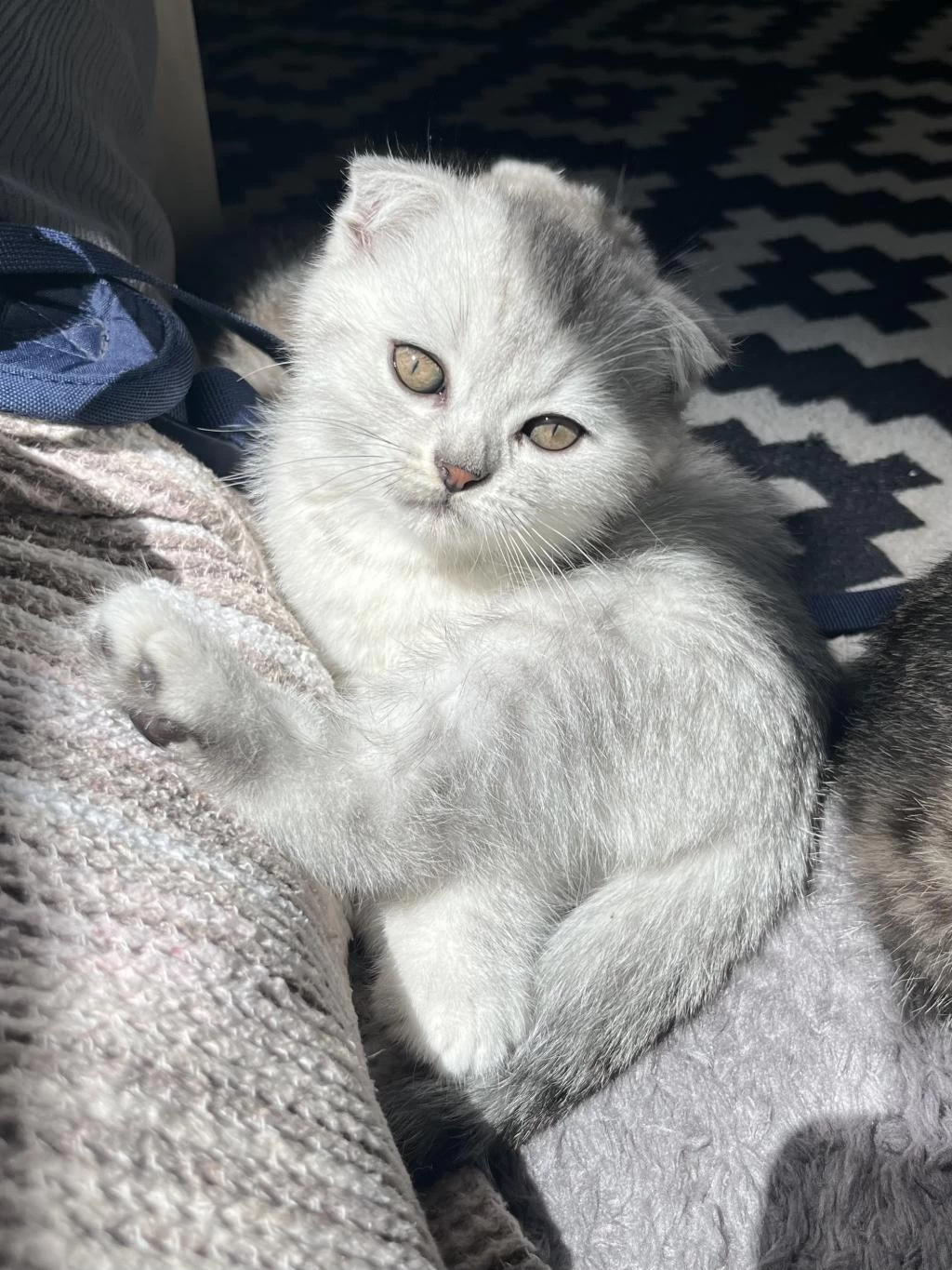 Yavru Scottish Fold Kedisi