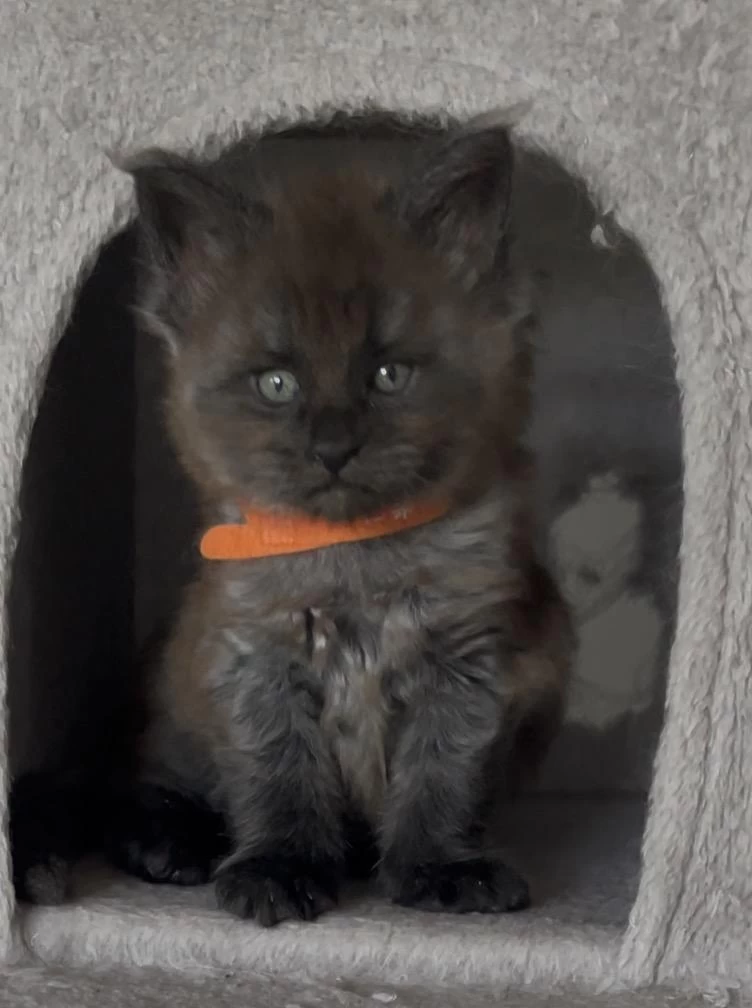 Eşi Benzeri Olmayan Show Class Maine Coon Yavrulari