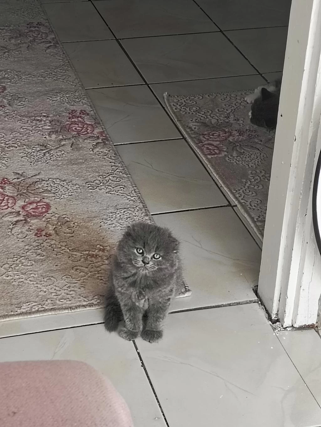 A Kalite Top Kafa Sıfır Kulak Scottish Fold