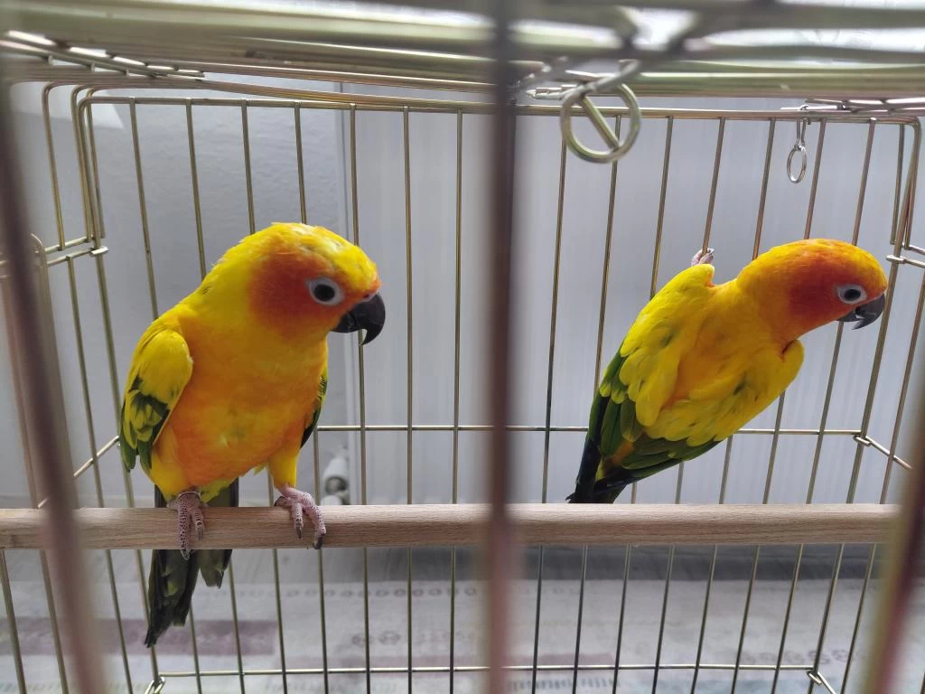 Güneş Konur (portakal Caique İle Takas Kabul Edilir)