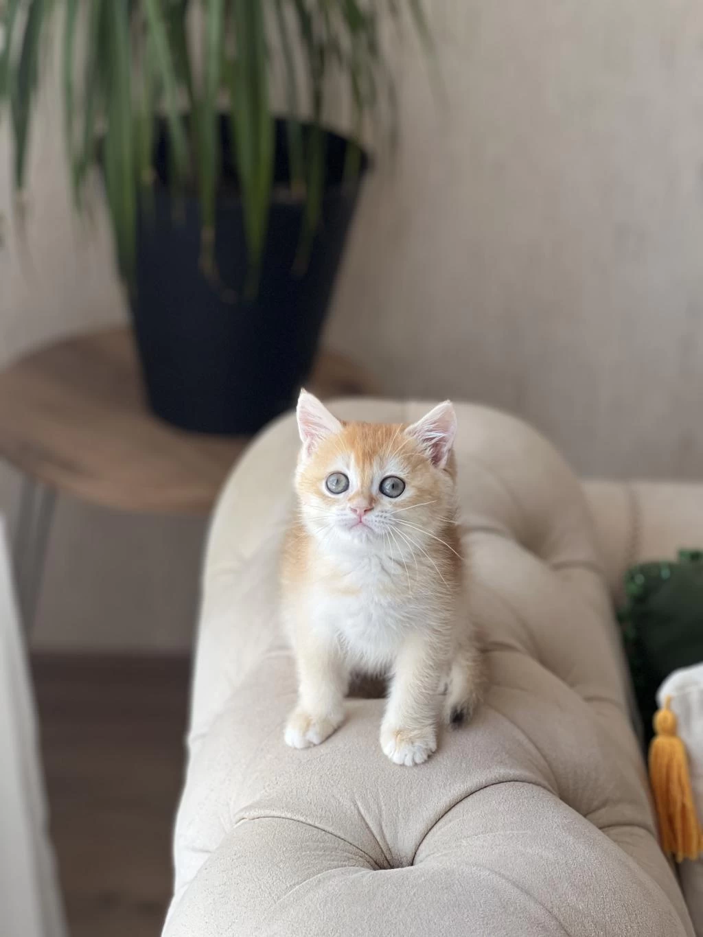 Safkan British Shorthair Golden Yavrum