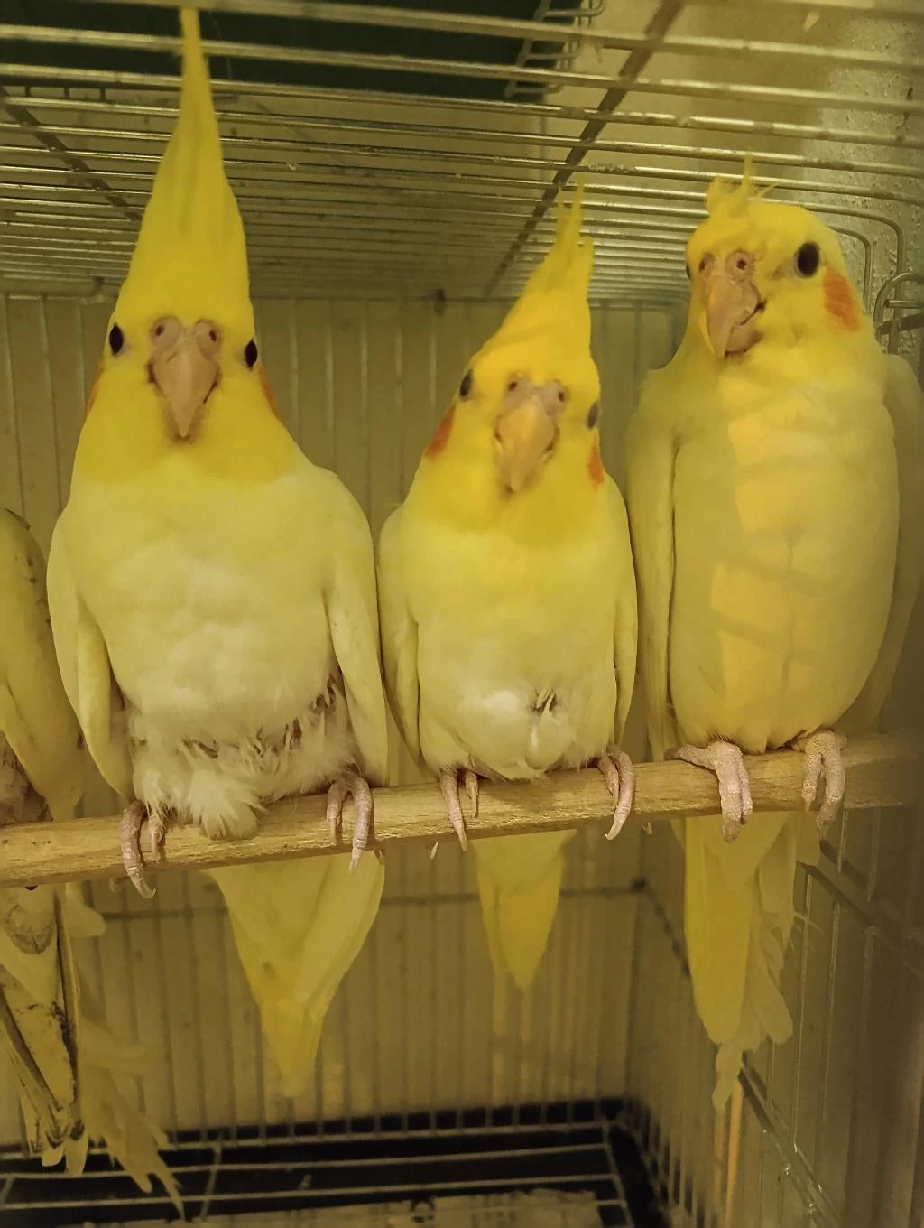45 50 Günlük Sultan Papağanı Bebekler