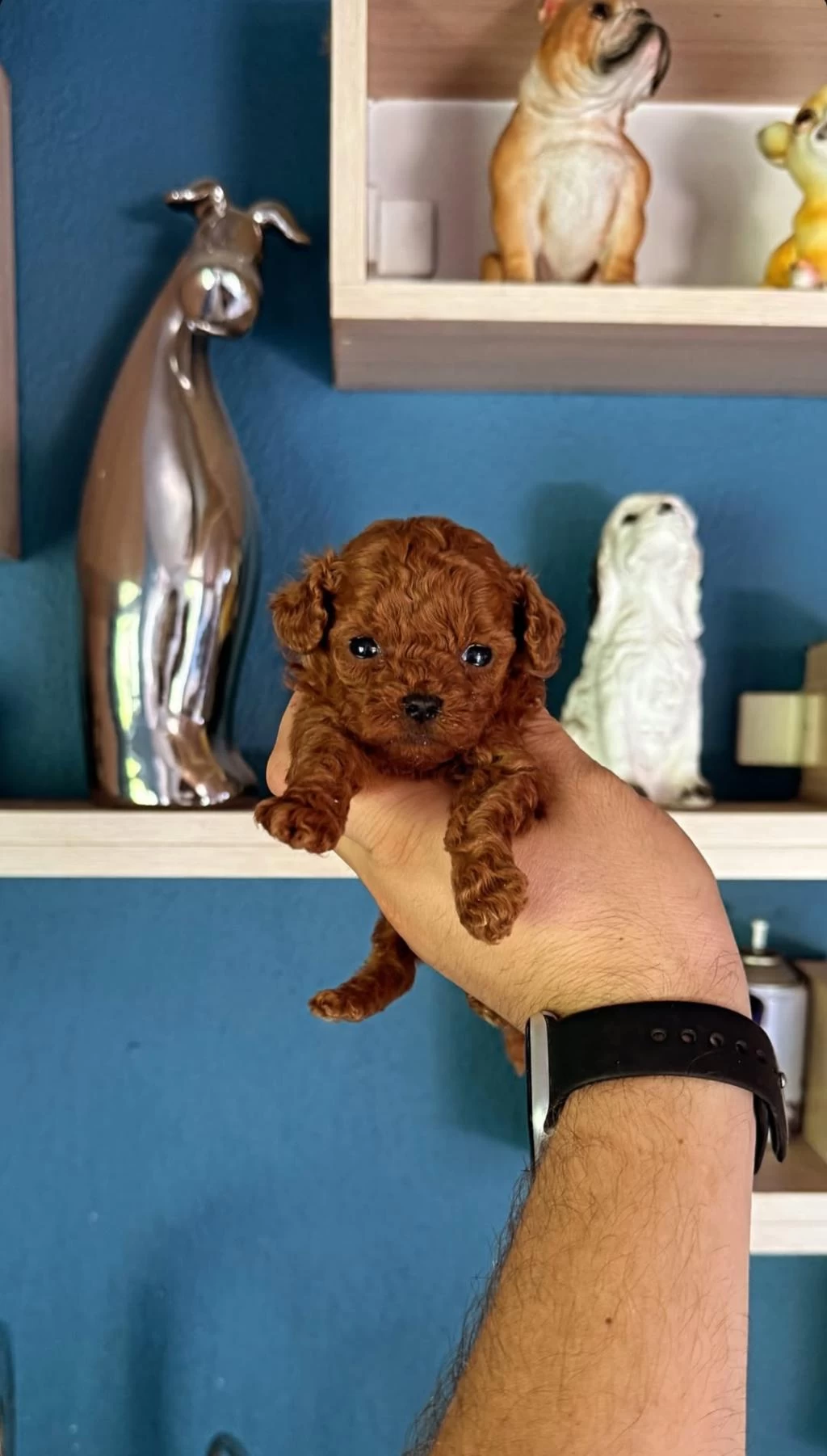 Sevimli Toy Poodle Yavrular