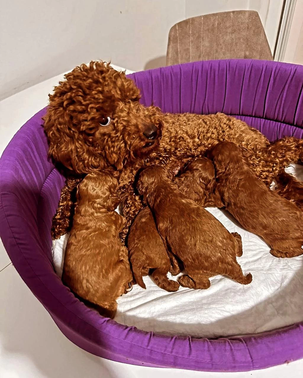 Toy Poodle Yavrular Maltipo Yavrular Maltese Yavrular Ankara