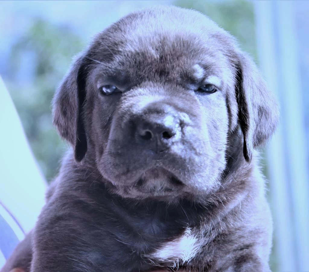 Fci-kif Secereli Safkan Cane Corso