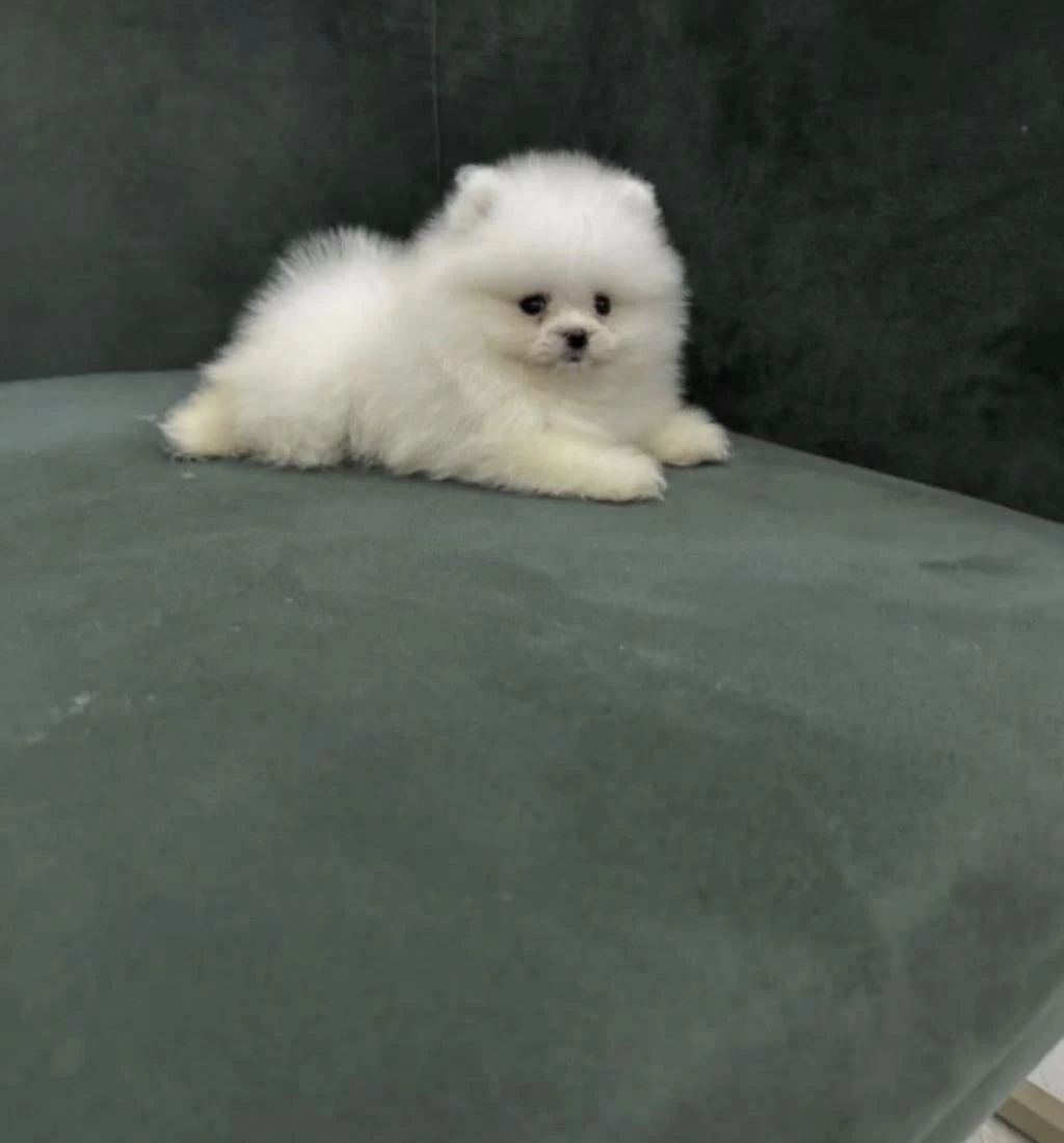 Pomeranian Boo Yavrusu
