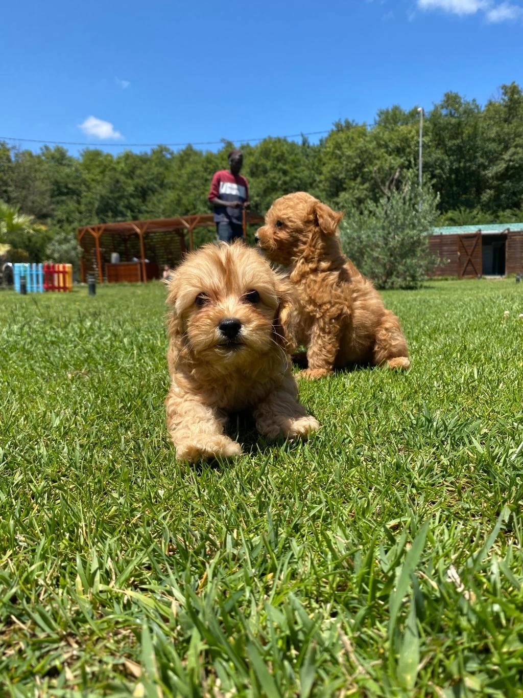 Teddy Surat Kore Kan Maltipoo Yavrularımız