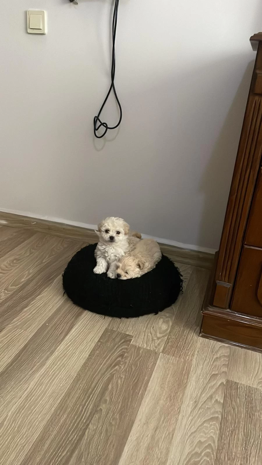 Elden Teslim Yavrum Kore Maltipoo