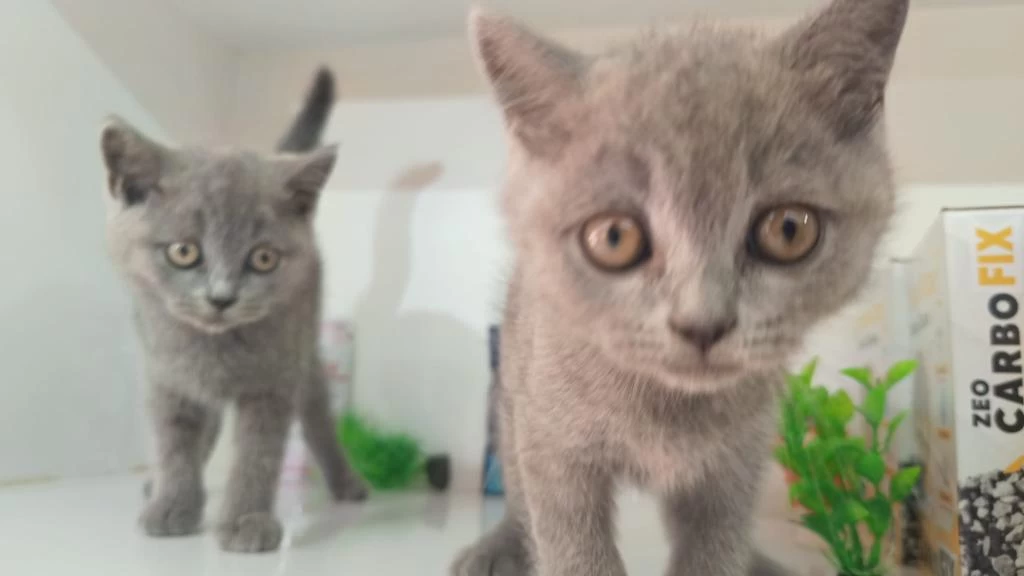 İrk Ve Sağlik Garanti Orjinal British Shorthair