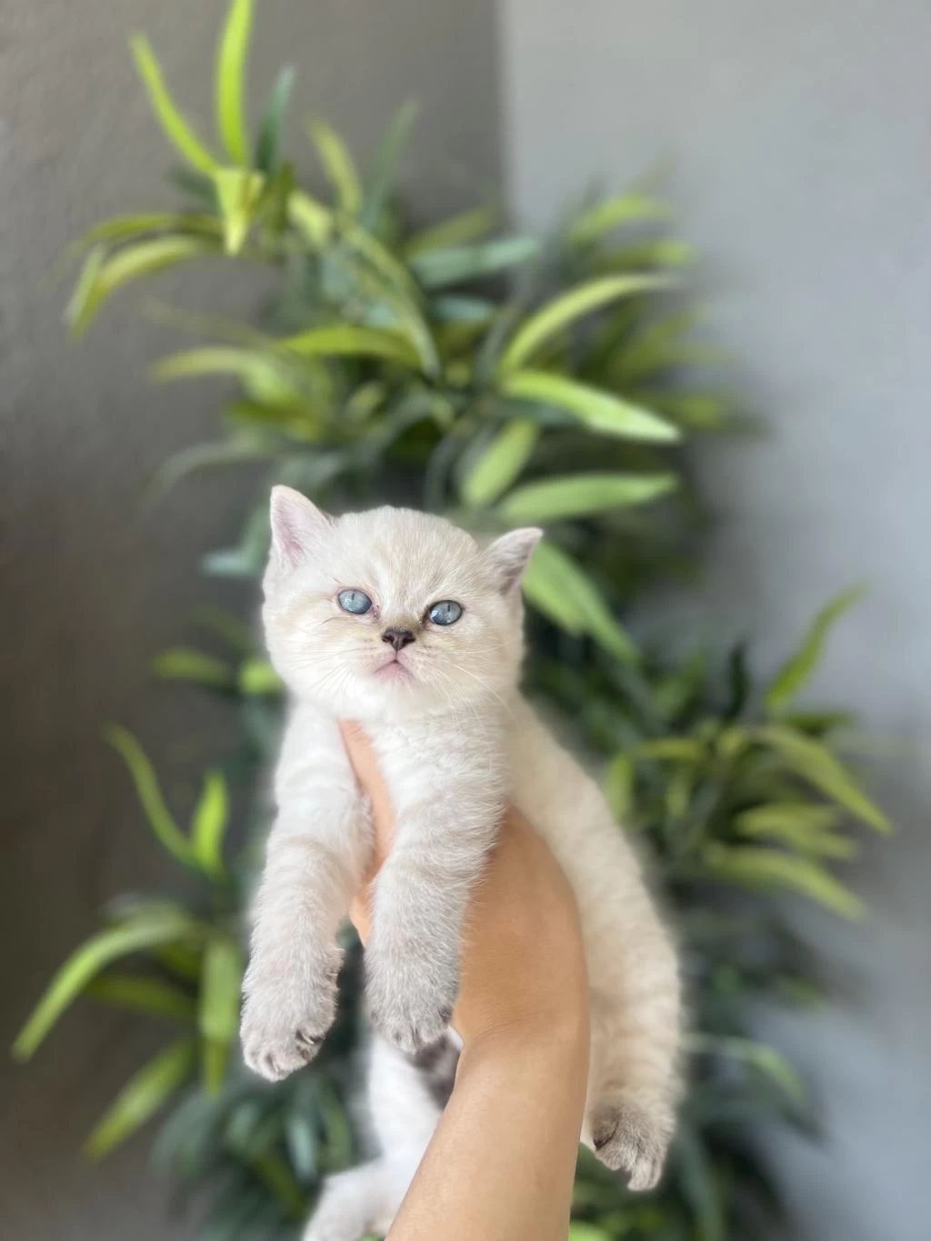British Shorthair Silver Yavrularim