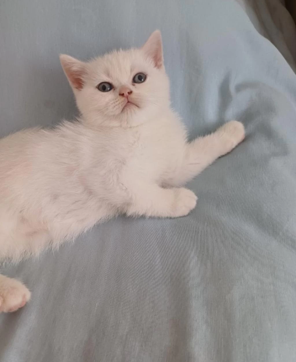 British Shorthair Kedisi