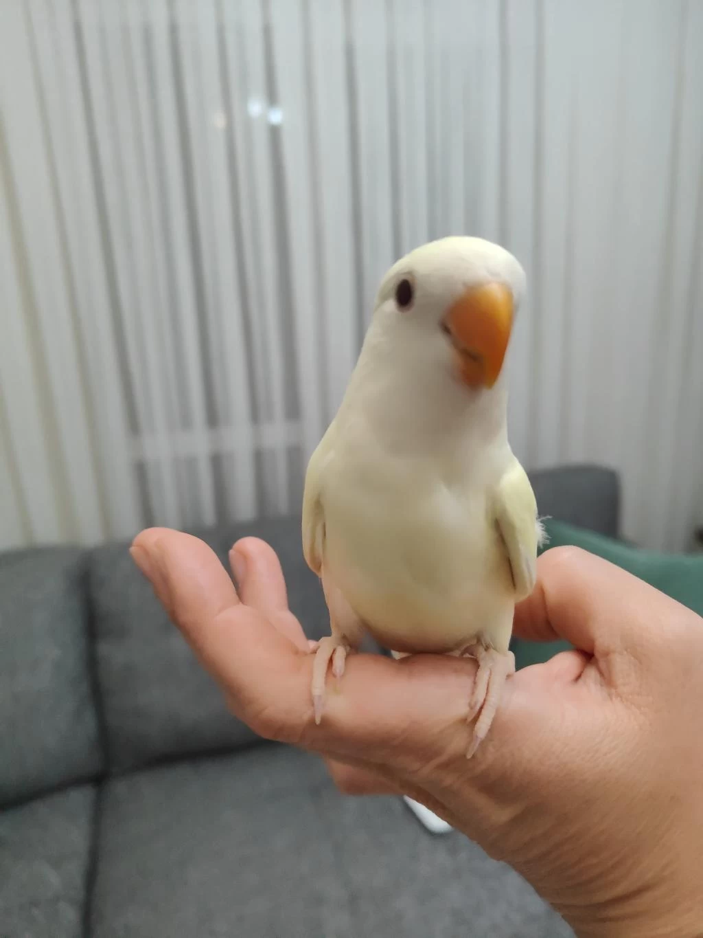 Kremino Yavru Sevda Papağanları