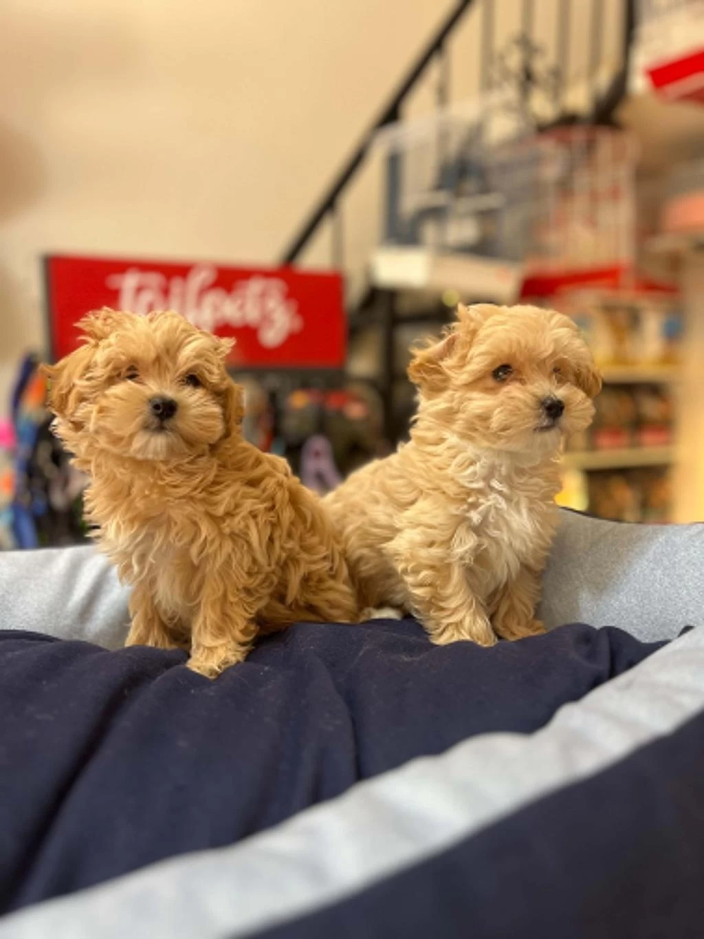 Orjinal Hipoalerjenik Teacup Maltipoo