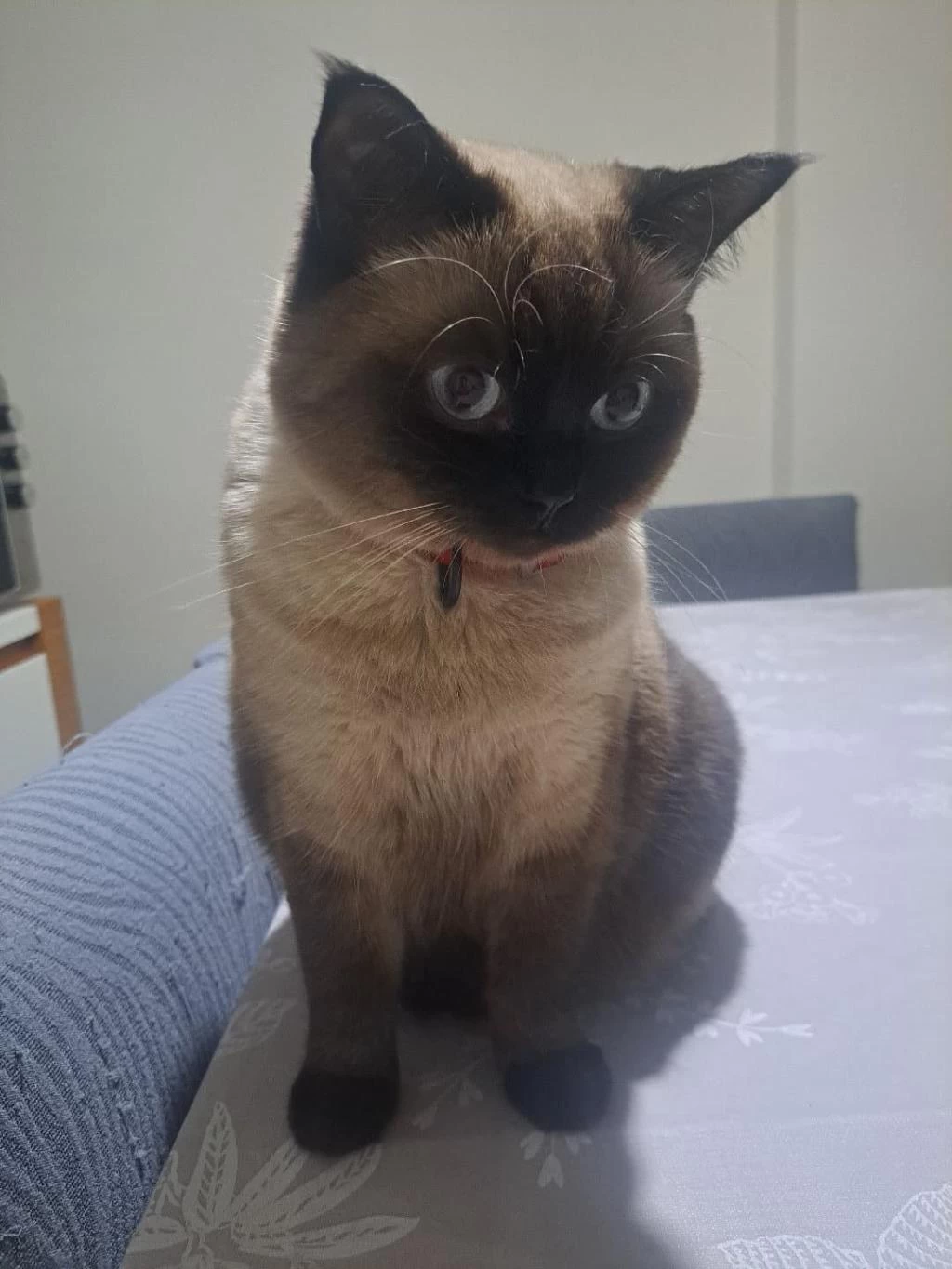 British Shorthair Kedisi