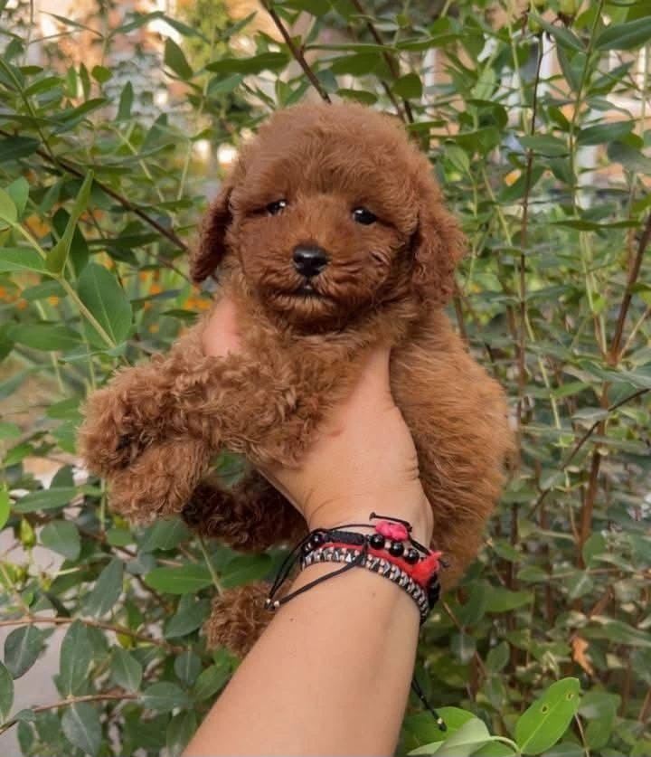 Toypoodle Yavrularımız