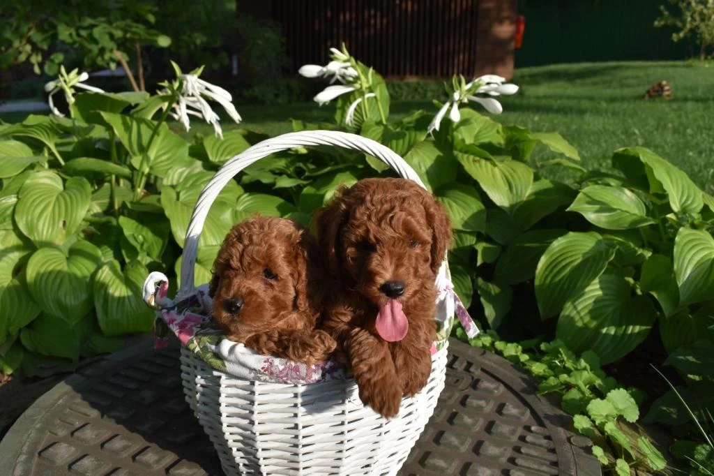 Ruhsatlı Çiftlikden Garantili Toy Poodle Yavrularımız