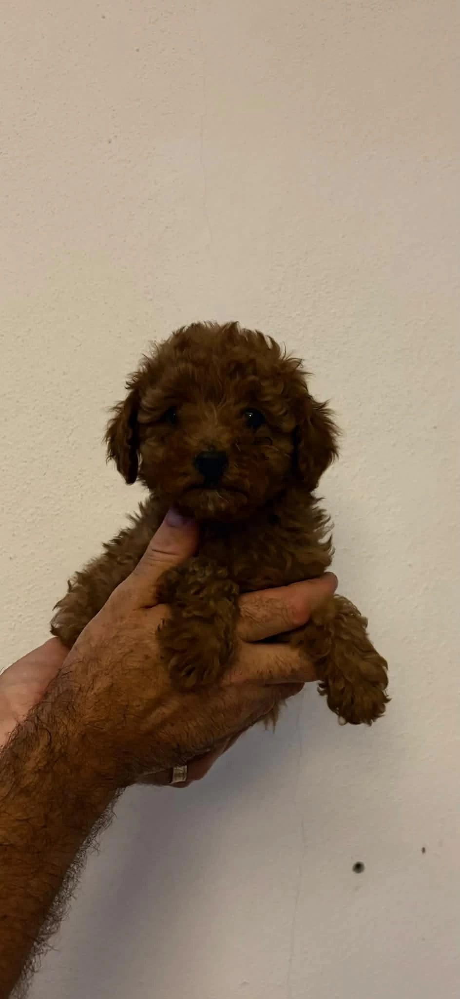 Toy Poodle Minik Şekerler