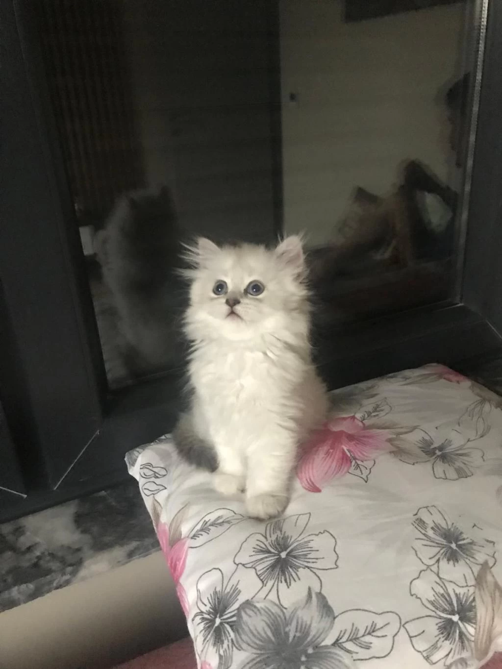 British Long Ve Shorthair Kardeşler