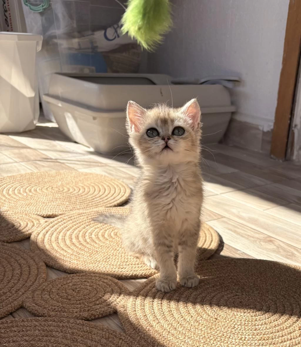Safkan Dişi Yavru British Shorthair