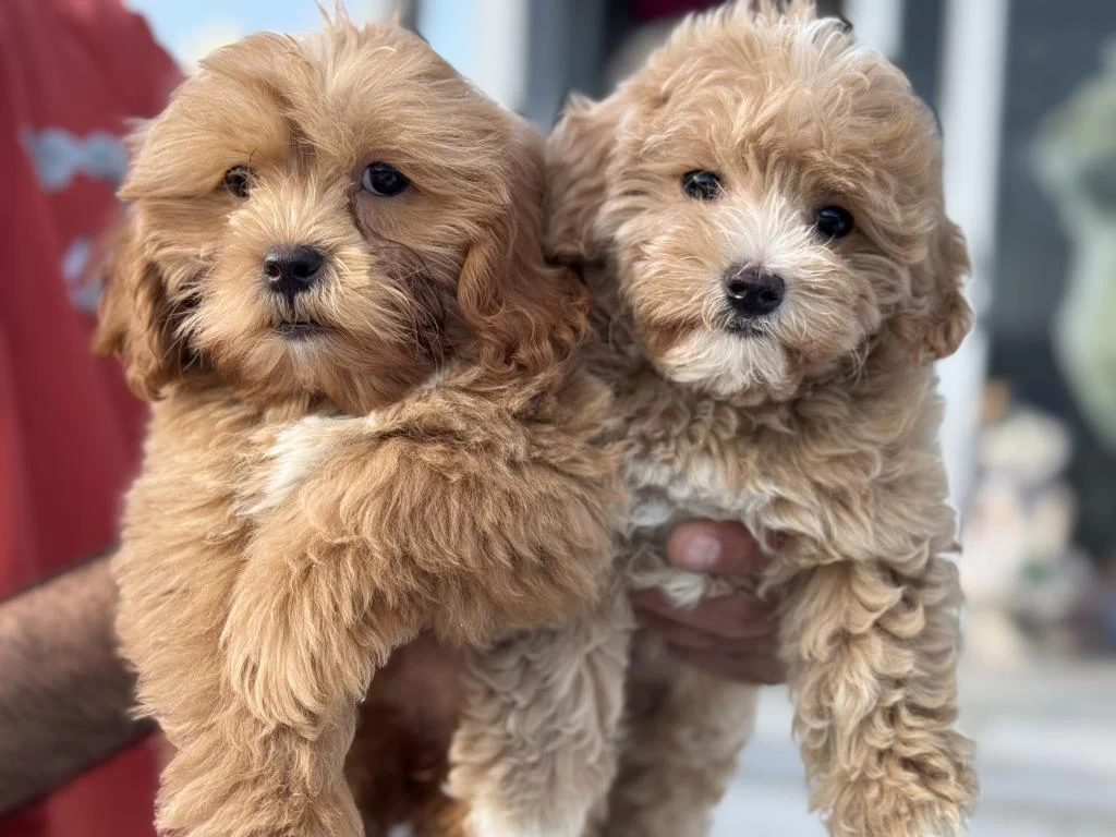 Show Kalite Wc Eğitimli Aşılı Pasaportlu Maltipoo Lar