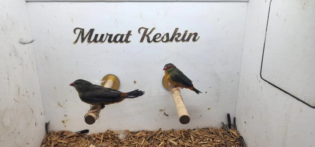 Hazır Takım Altın Göğüs Finch