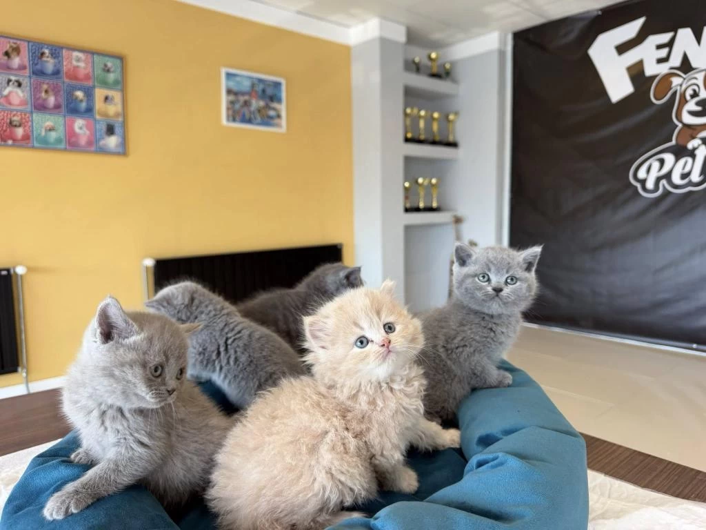 Renk Renk British Shorthair Yavrularımız Fenomen Pet S