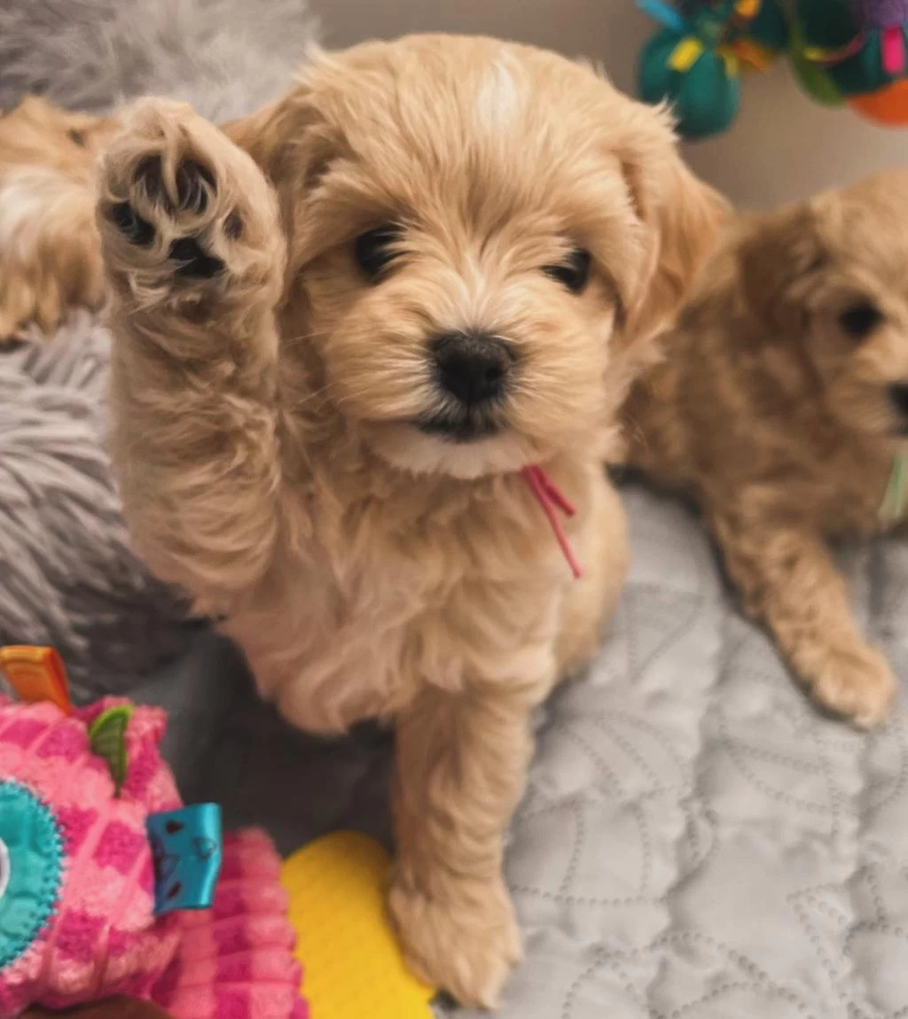 Maltipoo Bebekler Kore