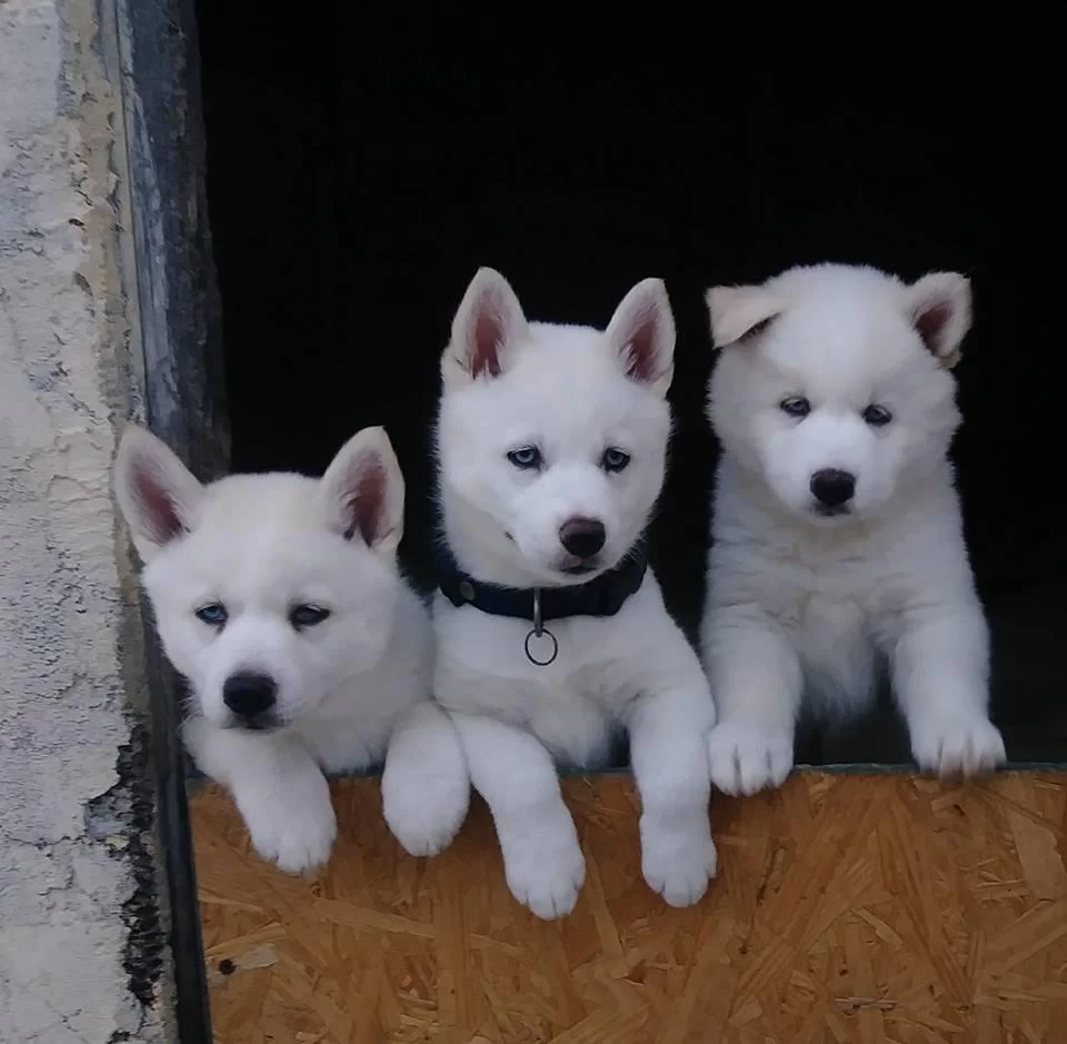 Beyaz Mavi Gözlü Husky Sibirya Yavrulari