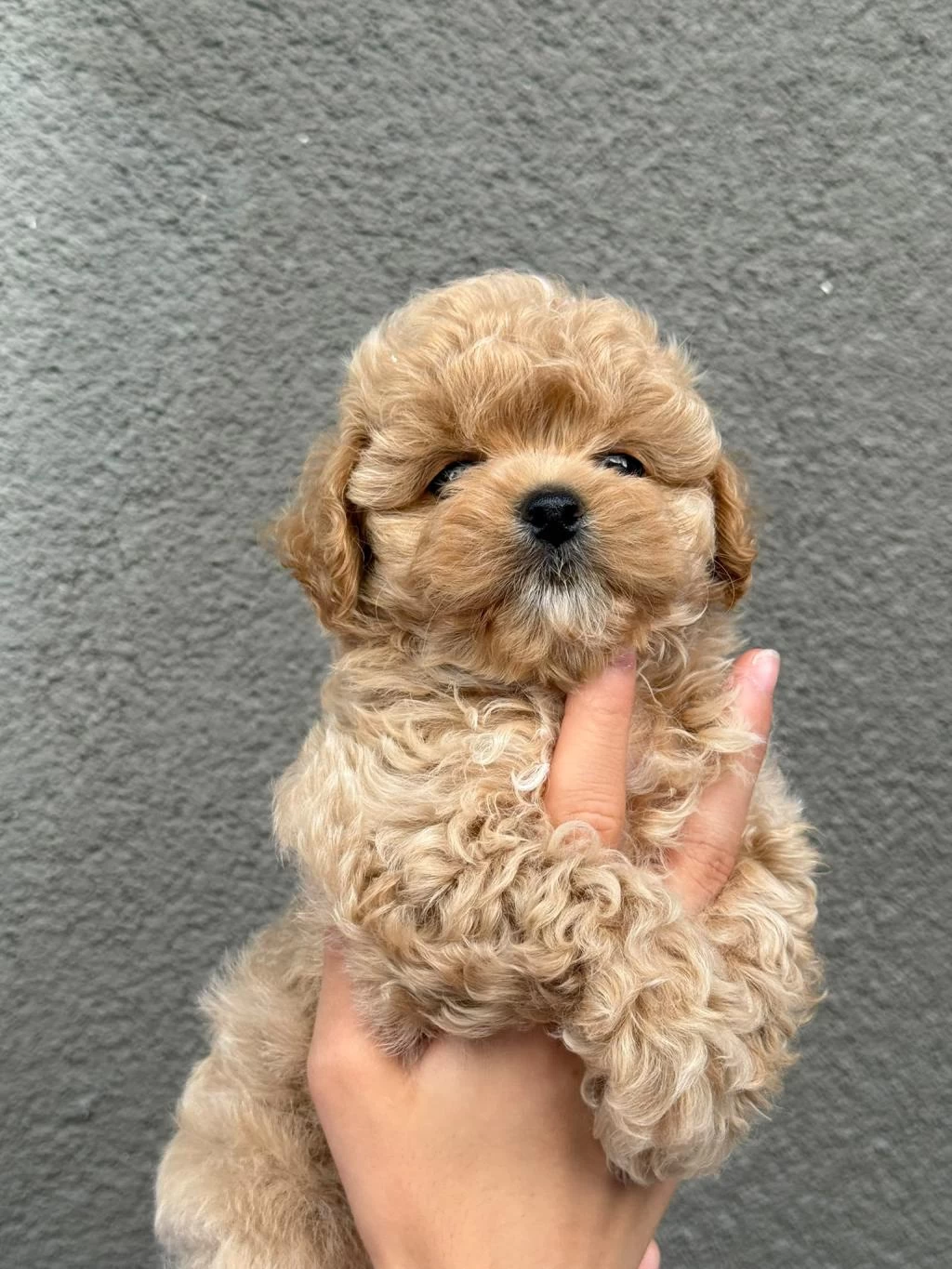 Sağlik Ve İrk Garantili Kore Maltipoo