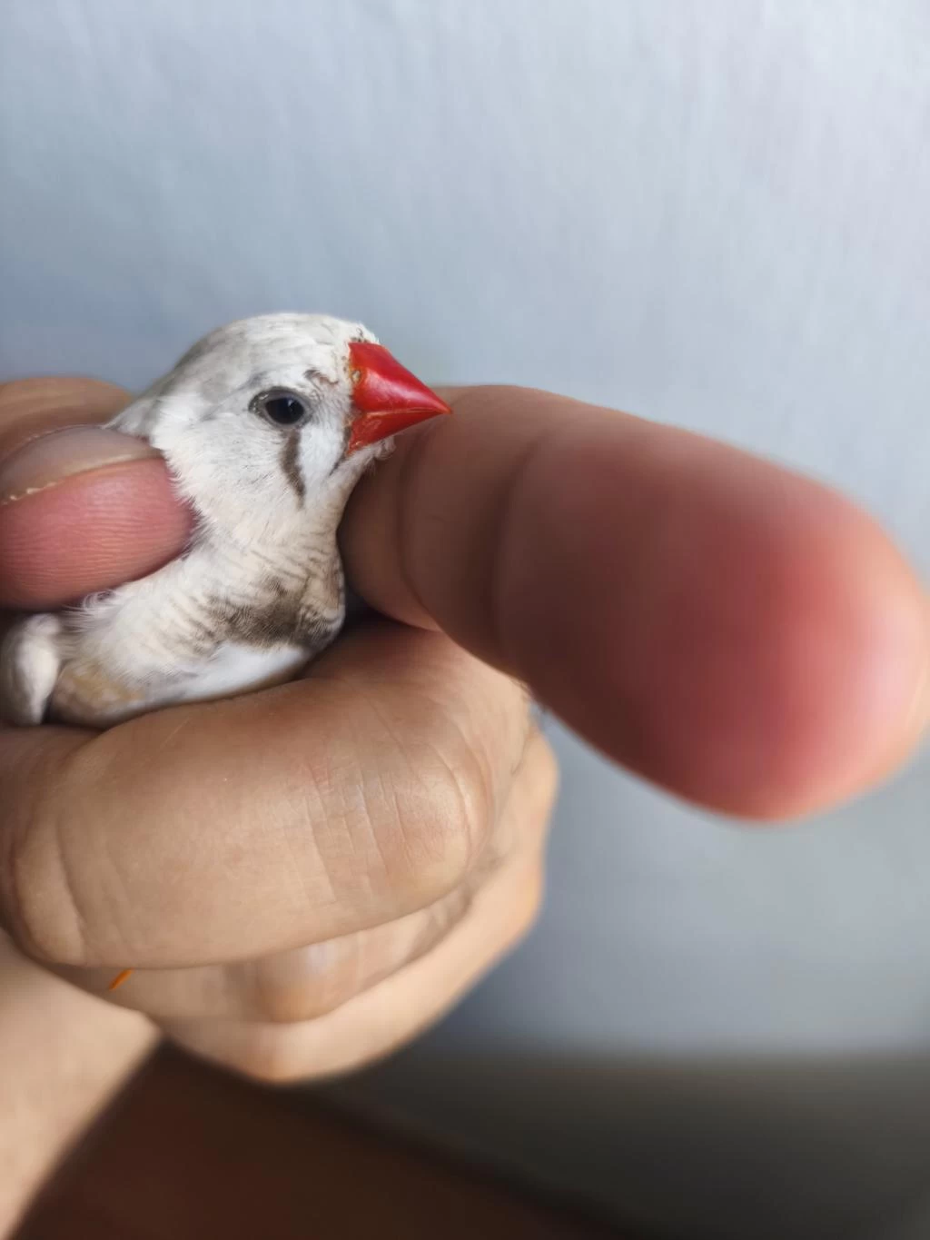 Erkek Dişi Yada Eş Bülbüller