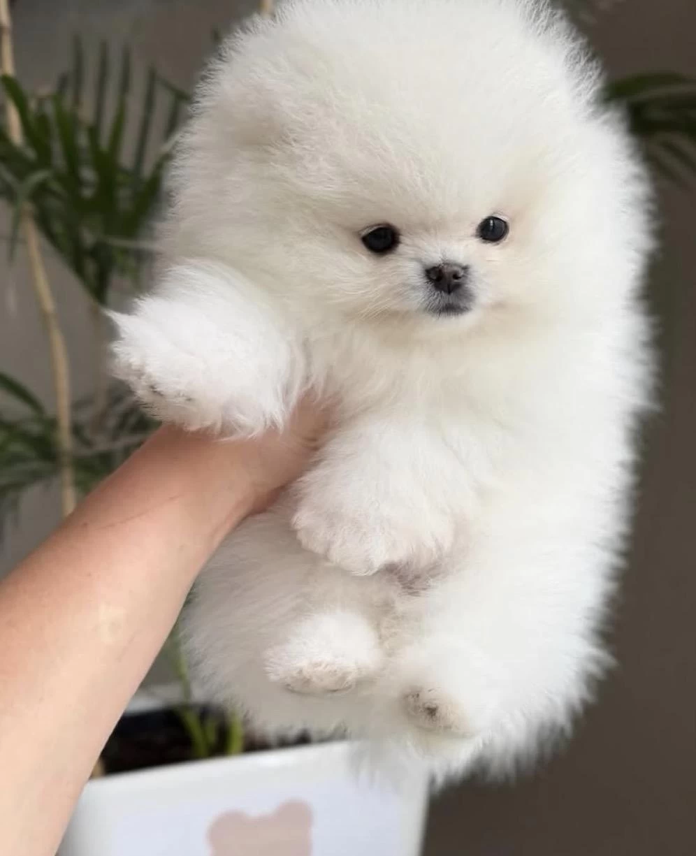 Pomeranian Boo Köpeği