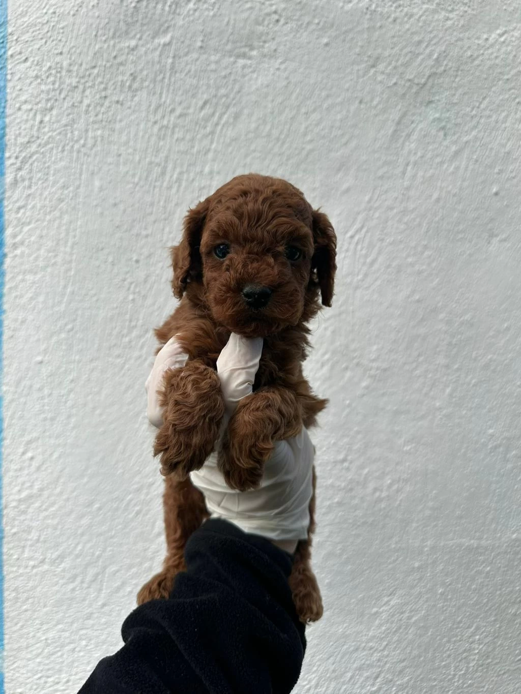 Sevimli Toy Poodle Yavrular