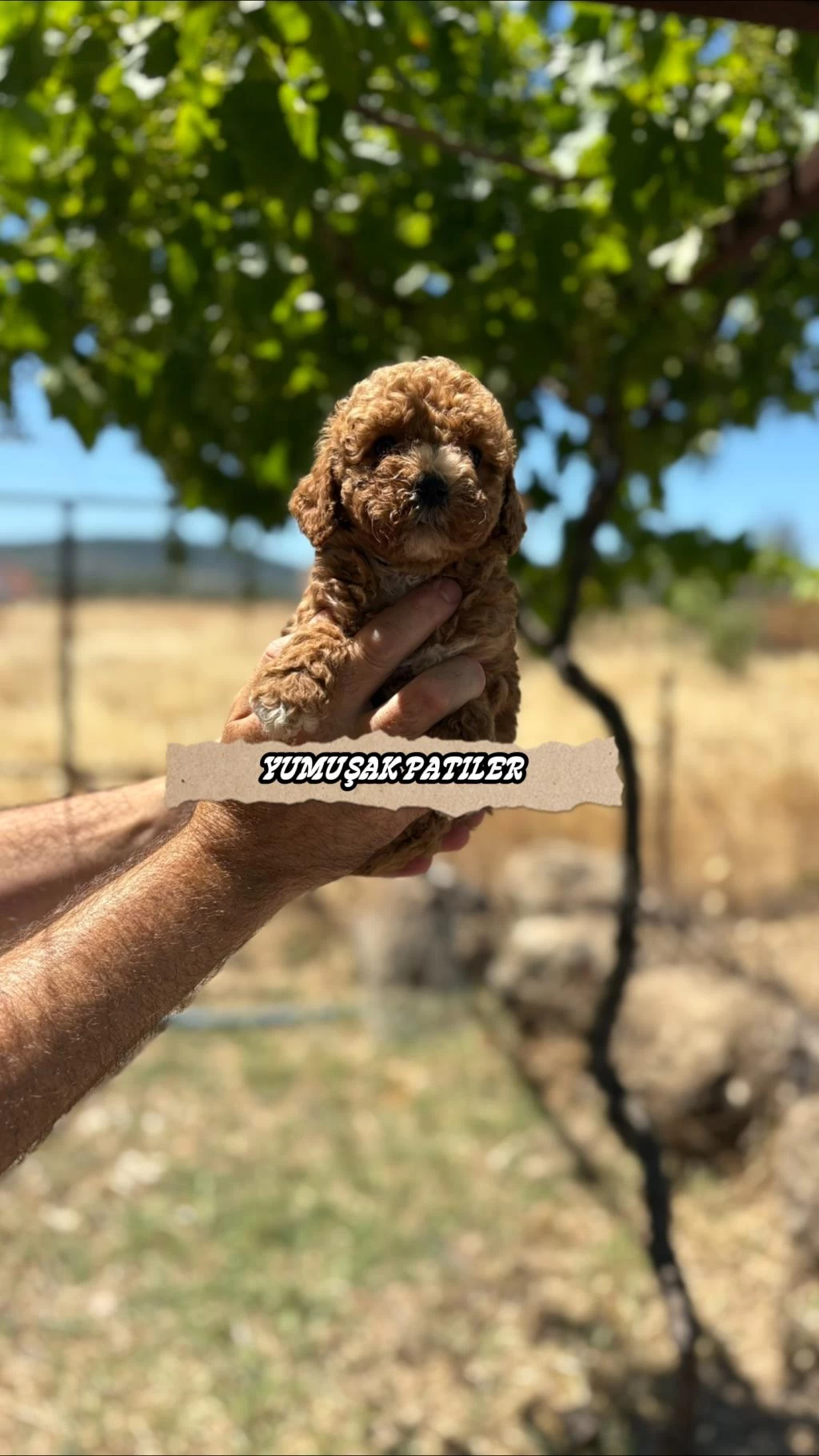 Sevimli İrk Toy Poodle