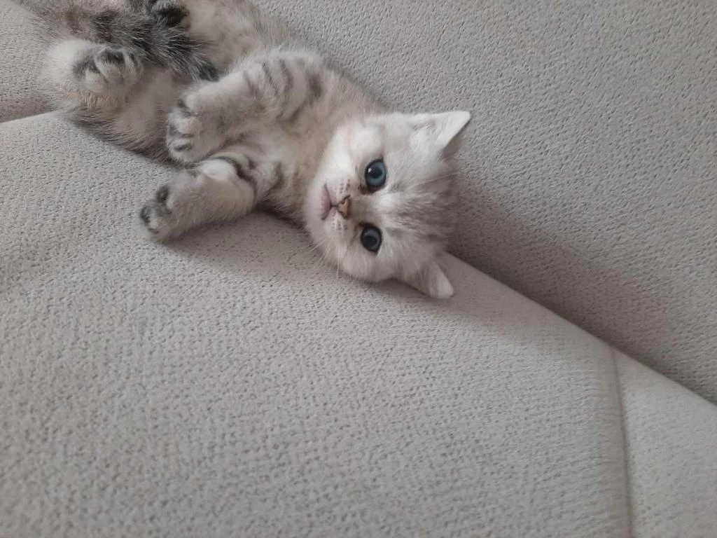 Ücretsiz Sahiplendirme British Shorthair