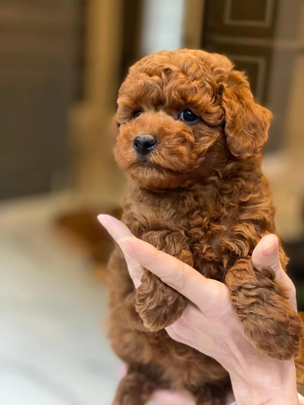 Poodle Çıftliğinden Red Brown Toy Poodle Bebeklerimiz