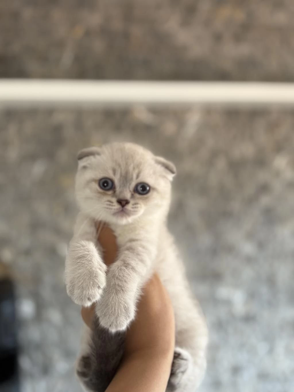 Bebek Yüz Scottish Fold Silver Yavrularim