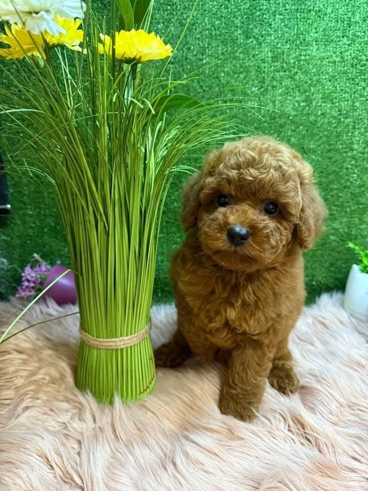 Ruhsatli Köpek Çiftliğinden Toy Poodle Yavrularımız